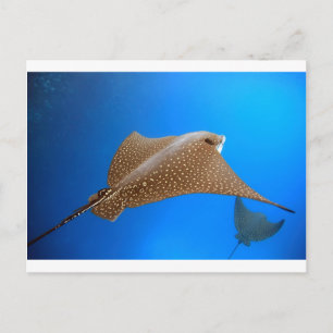 Cartão Postal Raio-da-águia em águas submarinas paraíso de Ga