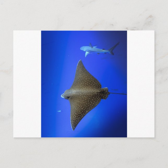 Cartão Postal Raio-da-águia-espada e tubarão-recife submarino (Frente)