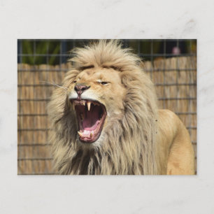 Cartão Postal Raio de Leão