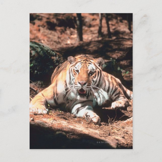 Cartão Postal Raio de Tigre (Frente)