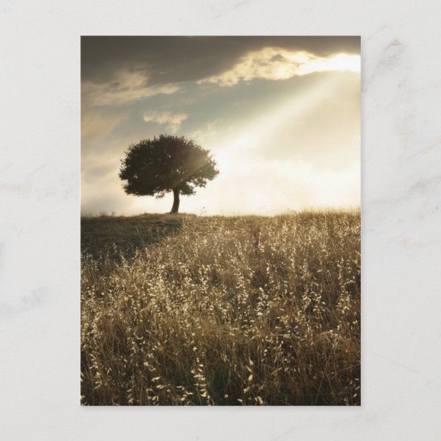 Cartão Postal Raios de luz atravessam o dramático céu (Frente)