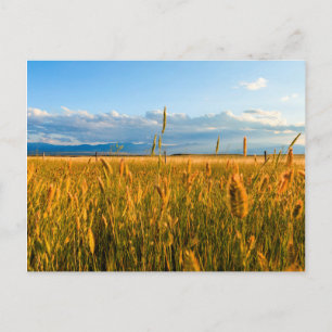 Cartão Postal Raios de sol sobre campo de trigo com montanhas