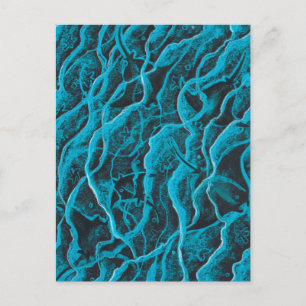 Cartão Postal Raios Oceanos Animais de Peixes Salva Arte Negra A