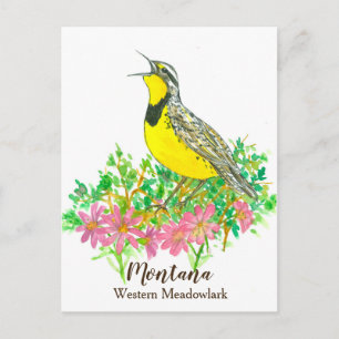Cartão Postal Raiz Amarga Rosa Tordo Ocidental de Montana