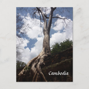 Cartão Postal raiz da árvore do prohm