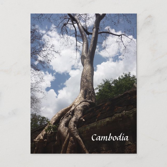 Cartão Postal raiz da árvore do prohm (Frente)