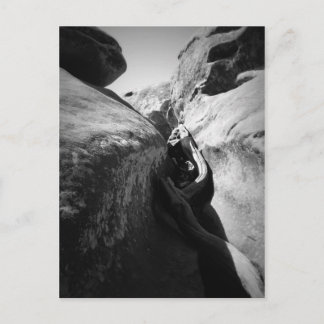 Cartão Postal Raiz de Árvore em Crevice