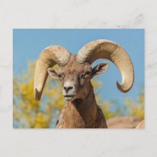 Cartão Postal Ram Desert Bighorn