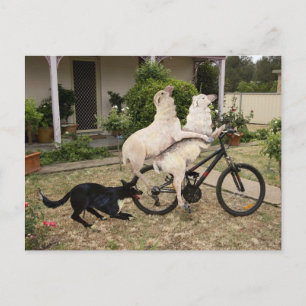 Cartão Postal Ram e Ewe