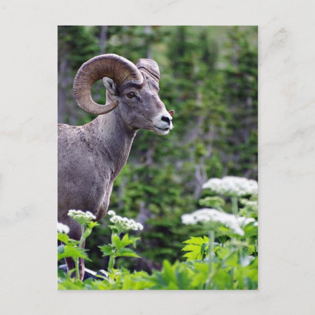 Cartão Postal Ram em um Campo (Frente)