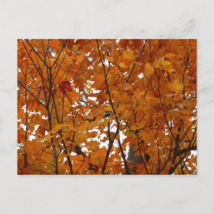 Cartão Postal Ramais de Folhas de Maple I Orange Autumn