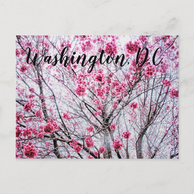 Cartão Postal Ramais e Blooms de uma Árvore Cerejeira (Frente)