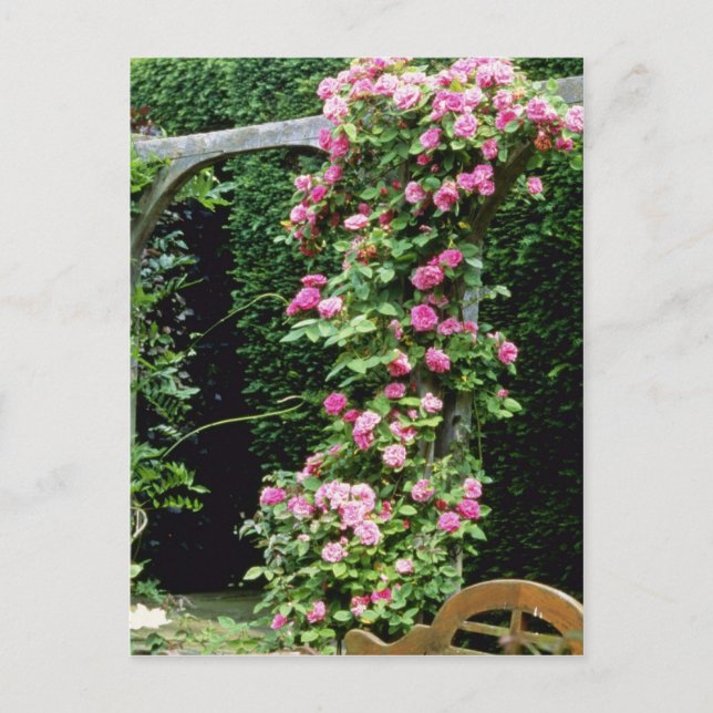 Cartão Postal Rambler rosa Rosa Francoise Juranville sobre Pergo (Frente)