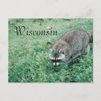 Cartão Postal Ramblin' Raccoon
