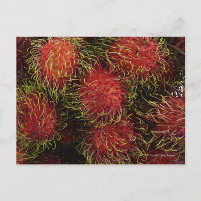 Cartão Postal Rambutan (Frente)