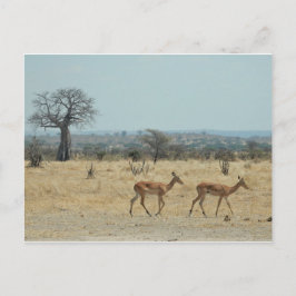 Cartão Postal Ramificação Da Árvore Baobab Personaliza O Destino