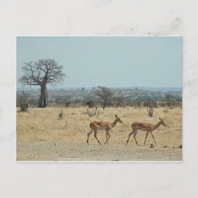 Cartão Postal Ramificação Da Árvore Baobab Personaliza O Destino (Frente)