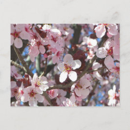 Cartão Postal Ramificação de Brilhos Rosa Primavera Floral