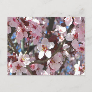 Cartão Postal Ramificação de Brilhos Rosa Primavera Floral