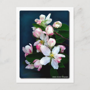 Cartão Postal Ramificação do Flor da Maçã