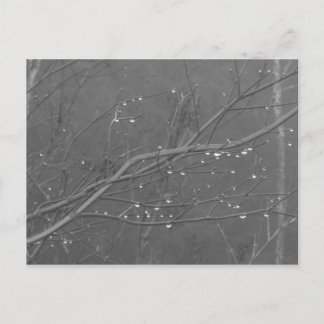 Cartão Postal Ramificação na Chuva