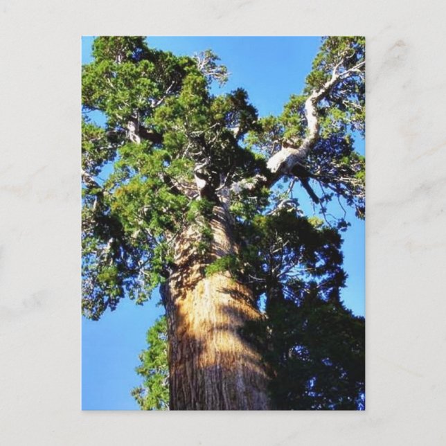 Cartão Postal Ramificações de Latido de Sequoias de Árvores de S (Frente)
