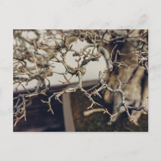 Cartão Postal Ramificações de Pomegranato bonsai (Frente)