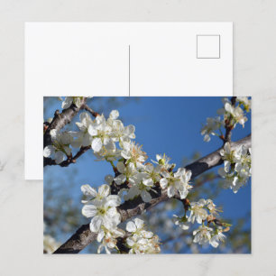 Cartão Postal Ramo de árvore de ameixa branca em flor na primave