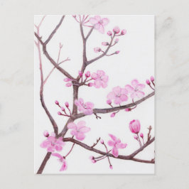 Cartão Postal Ramo de árvore florescendo com flores rosa no prim