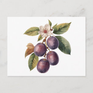 Cartão Postal Ramo de Fruta Ameixa Vintage com Flor de Ameixa