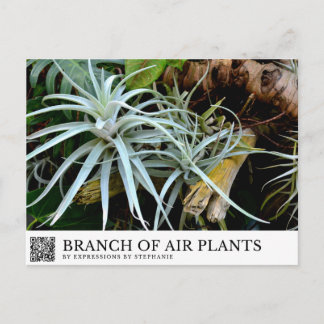 Cartão Postal Ramo de Plantas Aéreas