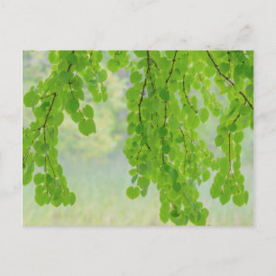 Cartão Postal Ramos de Árvore Katsura na Primavera Seabeck, WA
