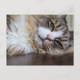 Cartão Postal Rancho Ragamuffin Cat