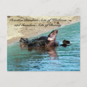 Cartão Postal Random Act of Kindess Postcard - Turtle Soft Shell