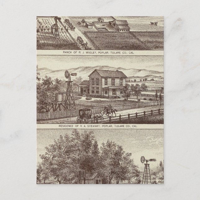 Cartão Postal Ranhuras Poplar (Frente)