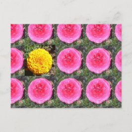 Cartão Postal Ranúnculo Rosa e Calêndula Francesa Amarela