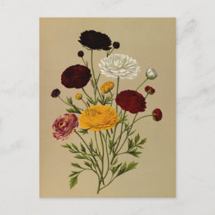 Cartão Postal Ranunculus Asiaticus Doublé Persa Ranunculus