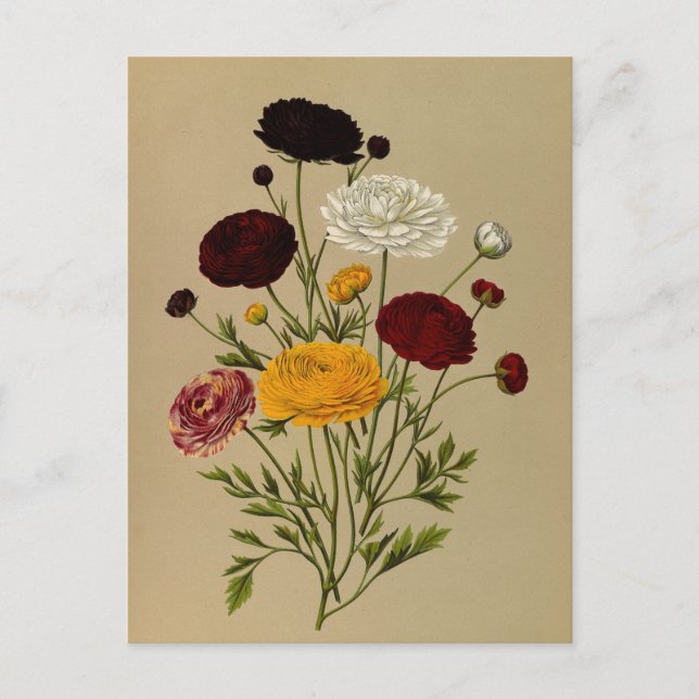 Cartão Postal Ranunculus Asiaticus Doublé Persa Ranunculus (Frente)