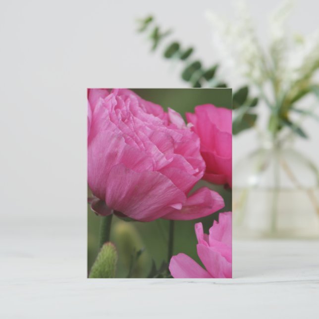 Cartão Postal Ranunculus Cor-de-Rosa-Rosa-Rosa-Profundo (Em pé/Frente)