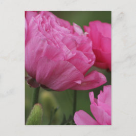 Cartão Postal Ranunculus Cor-de-Rosa-Rosa-Rosa-Profundo