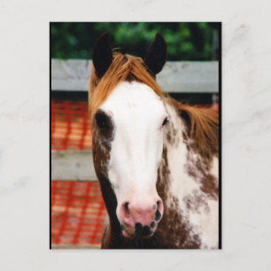 Cartão Postal Rapariga Rico do Kings