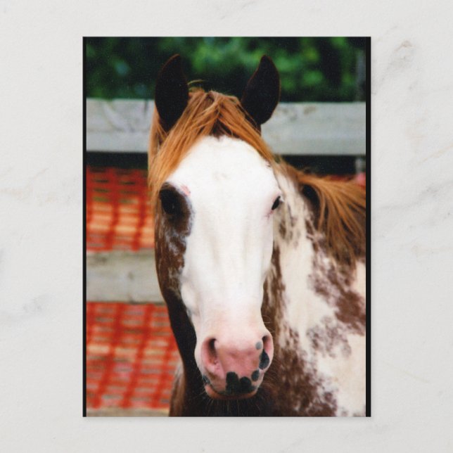 Cartão Postal Rapariga Rico do Kings (Frente)