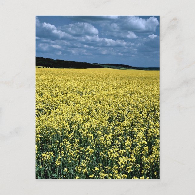Cartão Postal Rapeseed, Wiltshire, Inglaterra (Frente)