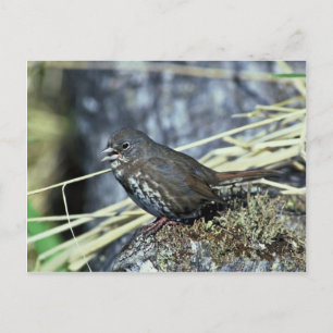 Cartão Postal Raposa