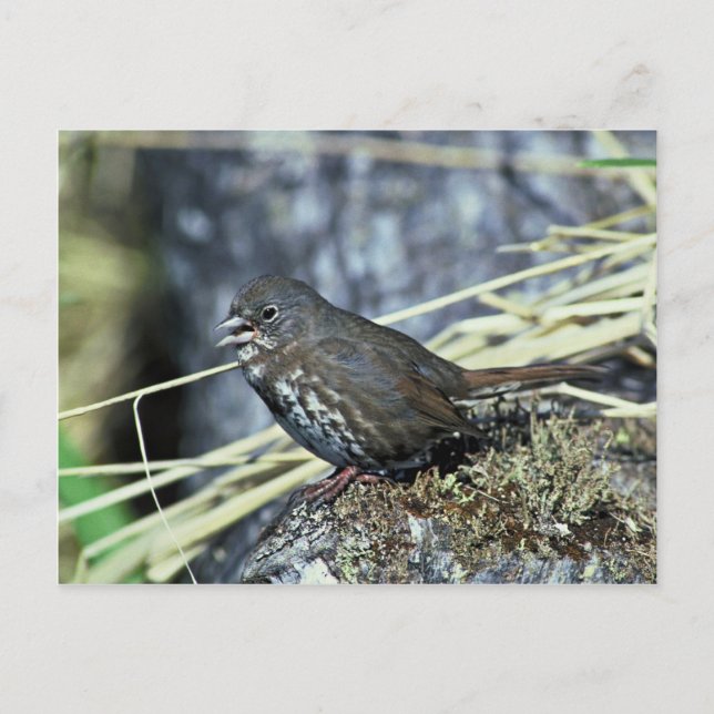 Cartão Postal Raposa (Frente)