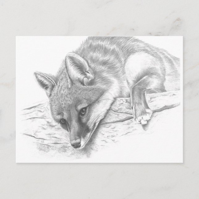 Cartão Postal raposa 59 (Frente)