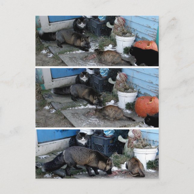 Cartão Postal Raposa Aleuta Roubando Caprino (Frente)