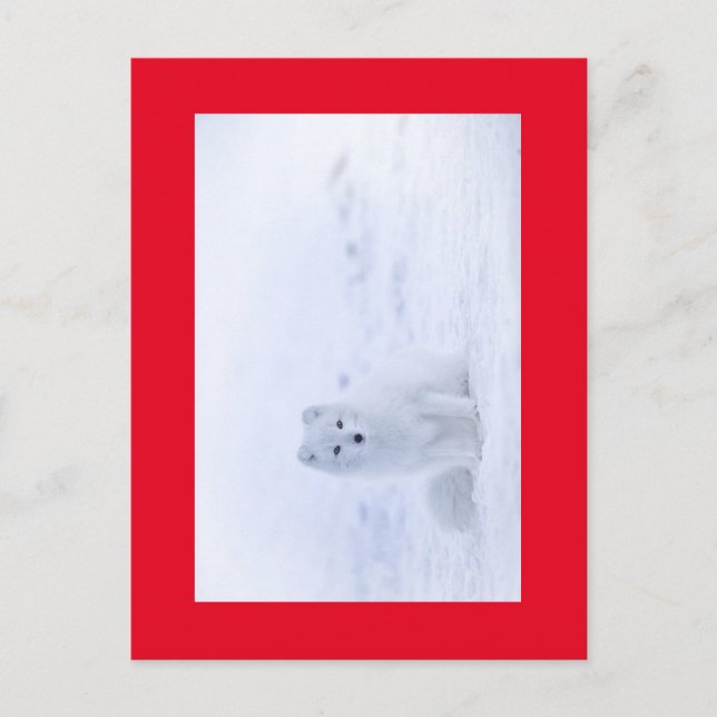 CARTÃO POSTAL RAPOSA BRANCA (Frente)