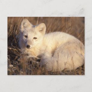 Cartão Postal raposa-do-ártico, Alopex lagopus