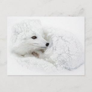 Cartão Postal Raposa-do-ártico enrolada no inverno